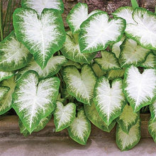 Load image into Gallery viewer, Caladium Aaron