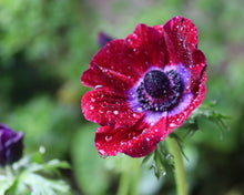 Load image into Gallery viewer, Anemone MISTRAL® 'Bordeaux'