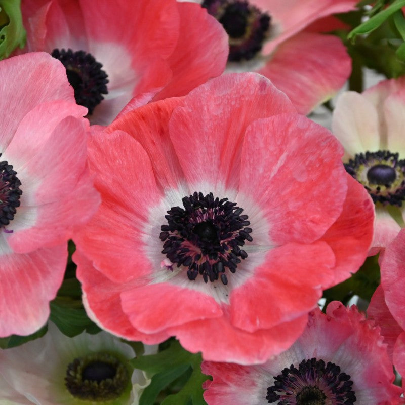 Anémone Anemone coronaria MISTRAL PLUS® 'Pinkie' bulbs - Buy Vibrant Pink