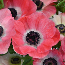 Load image into Gallery viewer, Anemone coronaria "Rosa Shocking"