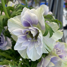 Load image into Gallery viewer, Anemone coronaria "Pale"