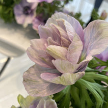 Load image into Gallery viewer, Anemone coronaria "Pale"