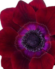 Load image into Gallery viewer, Anemone MISTRAL® 'Bordeaux'