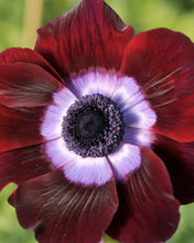 Load image into Gallery viewer, Anemone MISTRAL® 'Bordeaux'