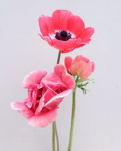 Load image into Gallery viewer, Anemone coronaria "Pinkie"