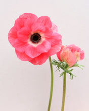 Load image into Gallery viewer, Anemone coronaria "Pinkie"