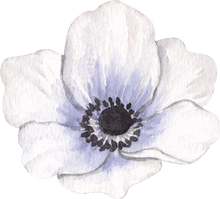 Load image into Gallery viewer, Anemone Jerusalem Blue-White