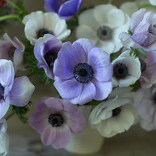 Load image into Gallery viewer, Anemone Jerusalem Blue-White - Terrace Garden France
