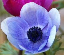 Load image into Gallery viewer, Anemone Jerusalem Blue-White - Terrace Garden France
