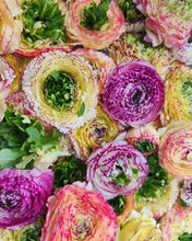 Load image into Gallery viewer, Ranunculus Amandine "Tiger"