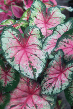 Load image into Gallery viewer, Caladium Cherry Blossom