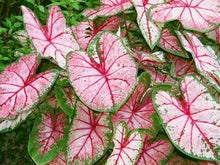 Load image into Gallery viewer, Caladium Cherry Blossom