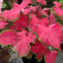 Load image into Gallery viewer, Caladium Cherry Tart