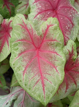 Load image into Gallery viewer, Caladium Mint Julep