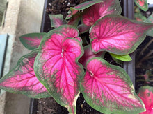 Load image into Gallery viewer, Caladium Sizzle