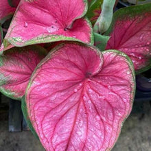 Load image into Gallery viewer, Caladium Sizzle