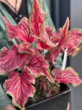 Load image into Gallery viewer, Caladium Sizzle