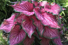 Load image into Gallery viewer, Caladium Sizzle