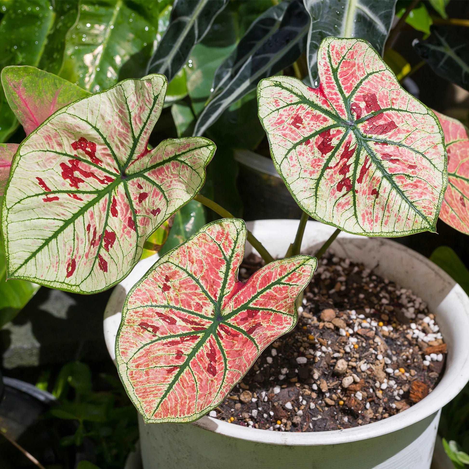 pink leaf house plant Caladium 'Cherry Blossom' tuber