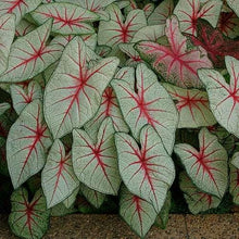Load image into Gallery viewer, Caladium White Queen