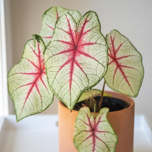 Load image into Gallery viewer, Caladium White Queen
