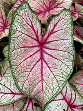 Load image into Gallery viewer, Caladium White Queen