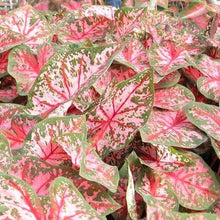 Load image into Gallery viewer, Caladium Carolyn Whorton
