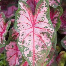 Load image into Gallery viewer, Caladium Carolyn Whorton