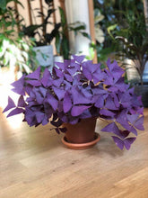 Load image into Gallery viewer, Oxalis Triangularis Mijke