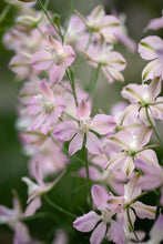 Load image into Gallery viewer, Larkspur Fancy Belladonna