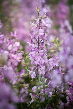 Load image into Gallery viewer, Larkspur Fancy Belladonna