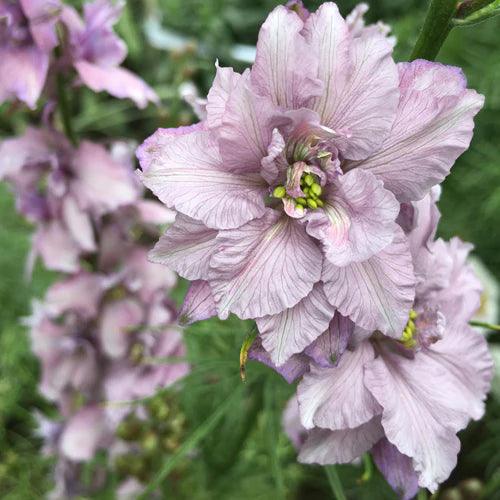 larkspur misty lavender seeds Larkspur Misty Lavender