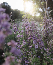 Load image into Gallery viewer, Larkspur Misty Lavender