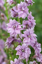 Load image into Gallery viewer, Larkspur Misty Lavender