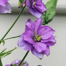 Charger l'image dans la galerie, Pied d'alouette Qis double lilas
