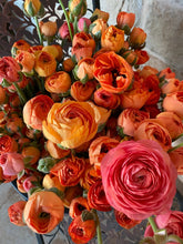 Load image into Gallery viewer, Ranunculus Amandine "Salmon"