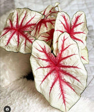 Load image into Gallery viewer, Caladium Fiesta