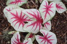 Load image into Gallery viewer, Caladium Fiesta