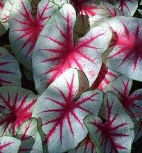 Load image into Gallery viewer, Caladium Fiesta