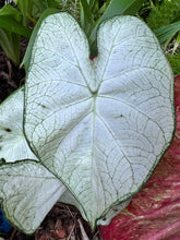 Load image into Gallery viewer, Caladium Florida Moonlight