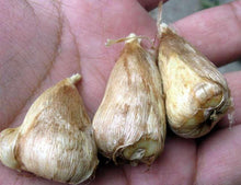 Charger l'image dans la galerie, Freesia Grandeur® Double bulbs/corms