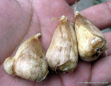 Charger l'image dans la galerie, Freesia Double White Versailles® bulbs/corms