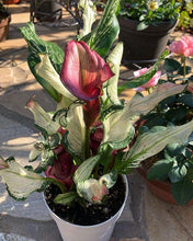Load image into Gallery viewer, Calla Lily "Frozen Queen" - Terrace Garden France