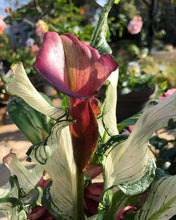 Load image into Gallery viewer, Calla Lily "Frozen Queen" - Terrace Garden France