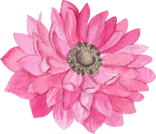 Load image into Gallery viewer, Anemone Fullstar Pink
