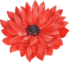 Load image into Gallery viewer, Anemone Fullstar Red