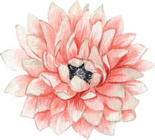 Load image into Gallery viewer, Anemone Fullstar Strawberry

