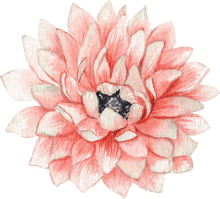 Load image into Gallery viewer, Anemone Fullstar Strawberry