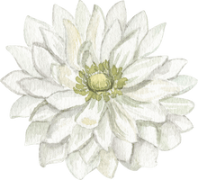 Load image into Gallery viewer, Anemone Fullstar White