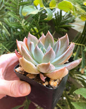 Load image into Gallery viewer, Echeveria Silver Queen